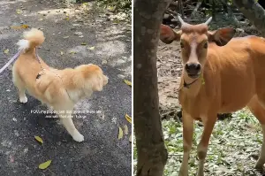 Golden Retriever Discovers Other Animals Exist, Her Reaction Says It All