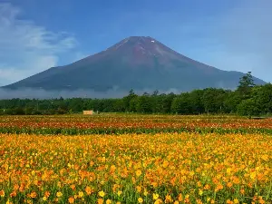 What is Autumn Like in Japan? Discover the Weather, Scenery & Food.