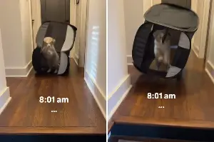 Owner Sees Puppy Doing ‘So Well’ in New Playpen—Then It Takes Dramatic Turn