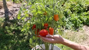 Man grows tomato plants using seeds from McDonald’s cheeseburger tomato