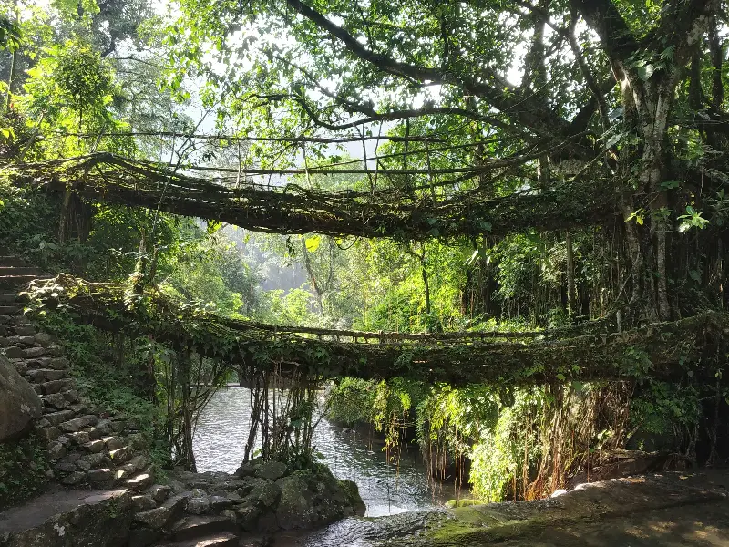 Meghalaya's double decker living roots bridge.