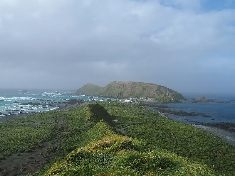 Removing invasive animals helped restore vegetation and create better conditions for native seabirds on Macquarie Island. 