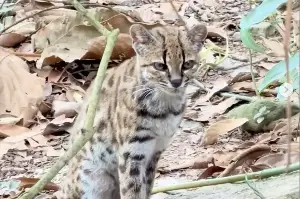 Meet the first newly discovered cat of this century: The Tilcayo!