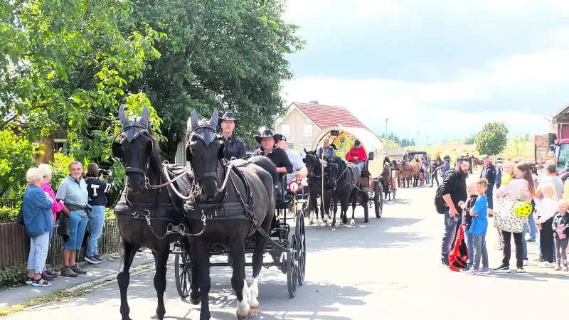Los geht’s in den Kellerwald: Das Gespann von Dietmar Estor aus Burgholz (Kirchhain) mit den Moritzburgern Eddie und Tiara, die mit Brustplattengeschirr eine Wagonette ziehen.