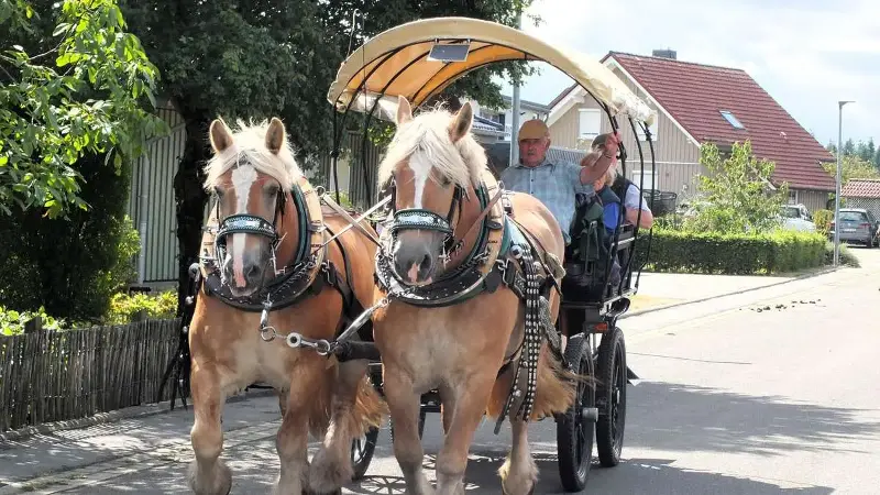 Mit Pferden 14 Kilometer durch den Kellerwald – 21 Gespanne dabei