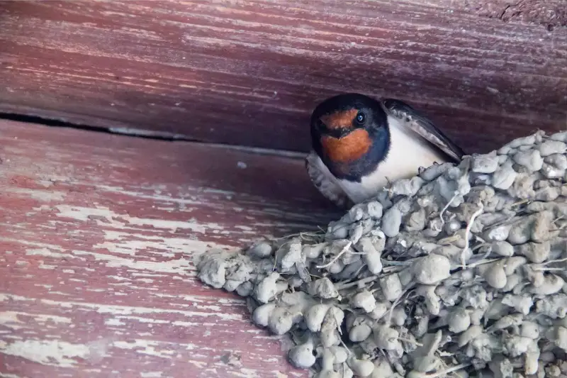 Le rondini tornano sempre nello stesso nido, ma come fanno?