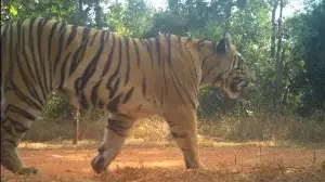 Chanda, Tara carry Sahyadri’s hopes for first breeding tigers