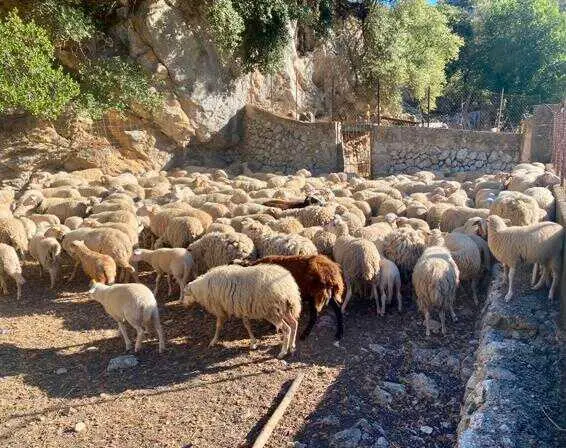 La Junta fomenta el asesoramiento en materia de sanidad y bienestar animal con 3,2 millones en ayudas