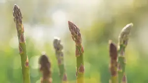 What to Do With Overgrown Asparagus? Experts All Agree There Is Only 1 Solution – and It Benefits Your Crop Long-Term