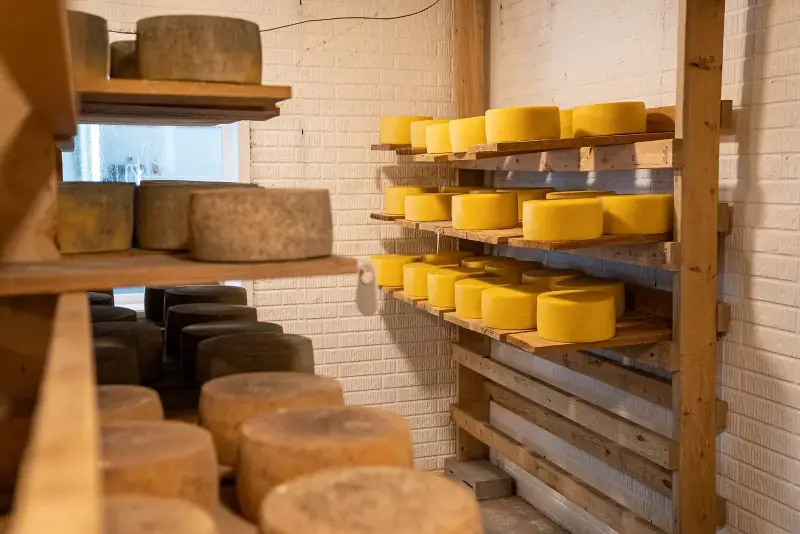 Roughly 90% of hard cheese made in the United States is now set with an enzyme grown in a vat, not pulled from a calf's stomach