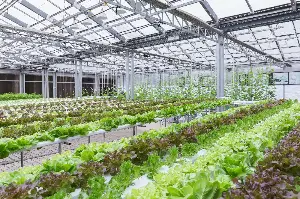 Earth Talk: Soil-less farming
