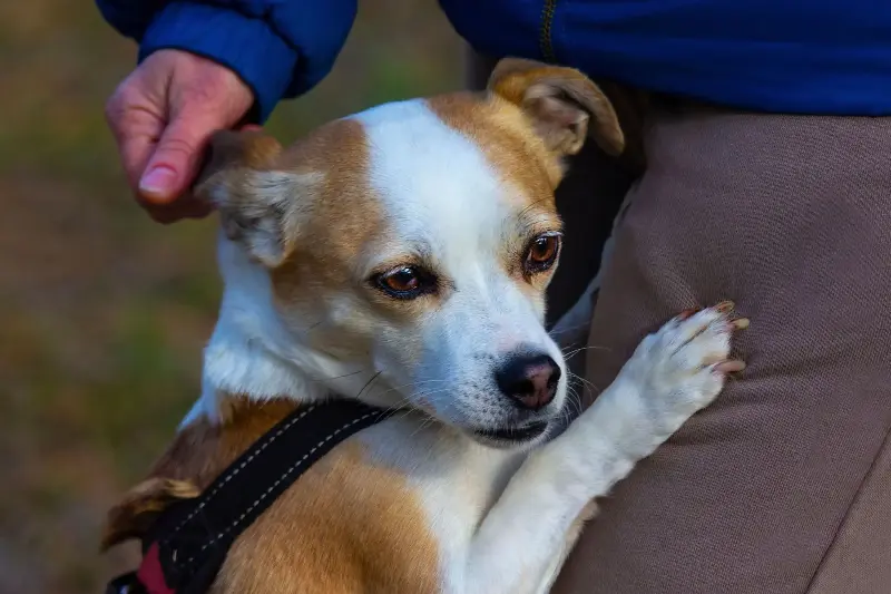 A stock image of a small dog with its front paws on its owner's leg.