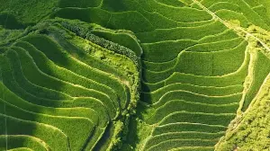 China promotes green agriculture while maintaining record grain production.