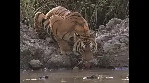 Dudhwa maintains 132 water bodies to shield wildlife from summer heat