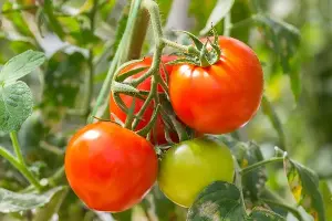 Can eating tomatoes every day help reduce fat in the liver?