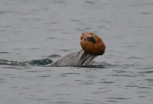 The first time dolphins were filmed using seashells to 'catch fish,' the baby dolphins learned to imitate their mother.