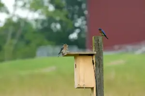Aamir Tinwala builds bird nesting boxes.