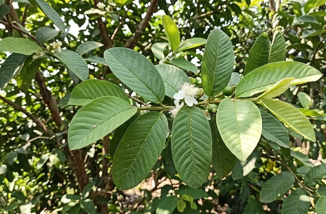 Ngày nào cũng uống nước lá ổi có tốt không? - Ảnh 1.