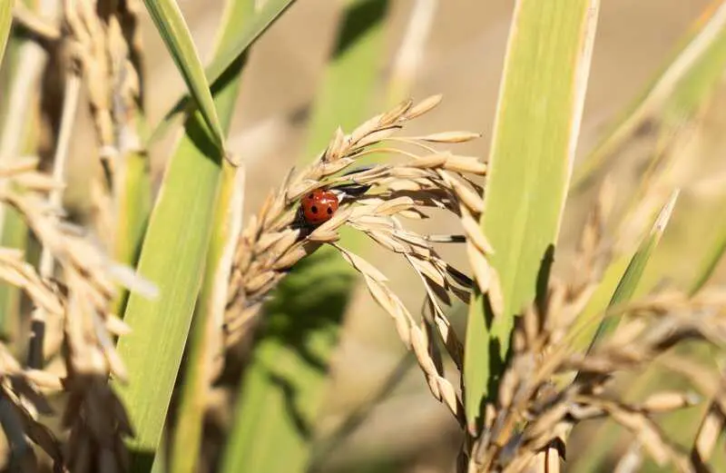 La Junta remite al Gobierno una propuesta de ayuda de 120 euros por hectárea de arroz para paliar pérdidas