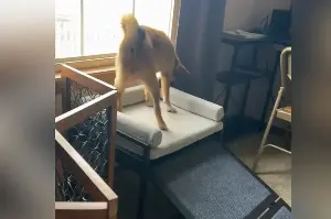 Owner Lovingly Makes Bed for New Puppy—Never Expects Dog’s Reaction