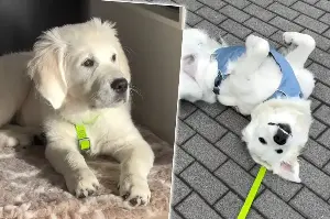 After her golden retriever died young, dog owner gets serious about new pet's diet