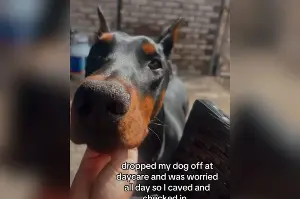 Owner ‘Worried’ After Dropping Dog at Day Care; Then She Texts the Facility