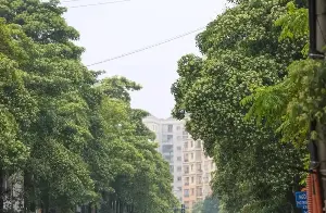 Hanoi is urgently implementing measures to regulate the density of milkwood trees.