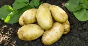 The modern potato traces back to an ancient chance encounter between a wild tomato and a small tuberless plant approximately nine million years ago in South America, in a hybrid event that produced the first underground storage organ neither parent could have made on its own