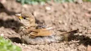You Already Have a Bird Bath – Now Add the One Often Overlooked Feature That Help Birds To Truly Thrive