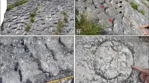 Did sea turtles flee an earthquake 80 million years ago? Climbers uncover a rare fossil clue