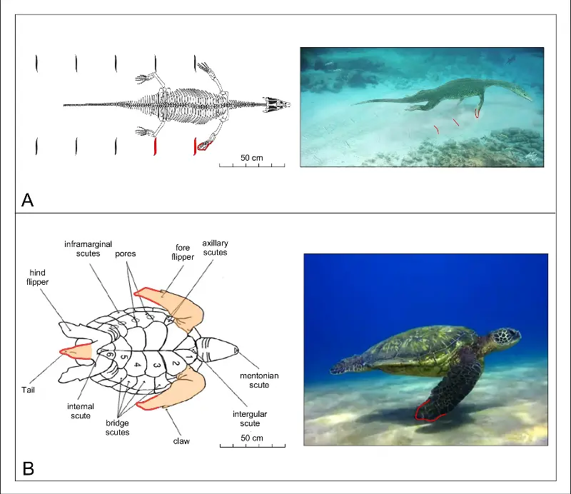 Fossilized tracks of marine reptiles, likely sea turtles, were found at Monte Cònero, Italy. Dating to around 80 million years ago, the impressions suggest a collective escape from an earthquake. This discovery highlights the unique preservation of fossils in unusual marine environments.
