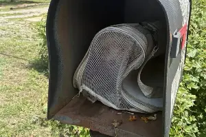 Dog rescuers in shock over puppy abandoned in mailbox: "A ridiculously inhumane act"