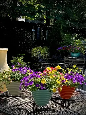 On Gardening: Flora, fauna and fragrance with Supertunia petunias