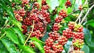 Today's agricultural news (June 23): Coffee prices rise slightly.