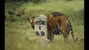 Review: Maya: The Biography of a Tiger by Anant Sonawane