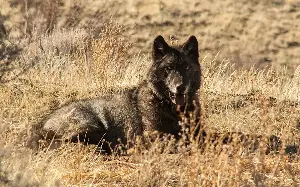 California wolves are eating much more cattle than wild prey, study finds