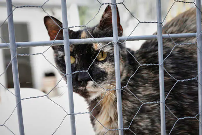 La Eurocámara adopta la primera ley de bienestar para perros y gatos con límites a la cría y microchip obligatorio