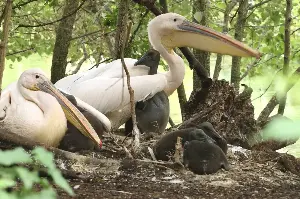 My day as a park keeper with London’s first pelican chicks