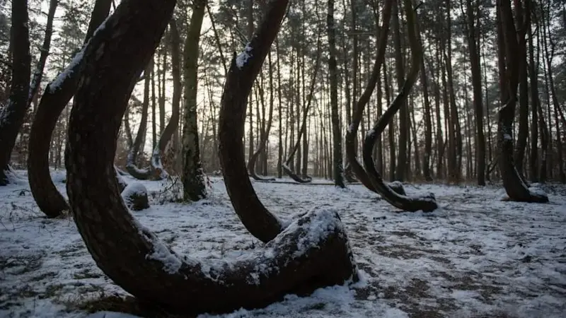 Crooked Forest in Poland
