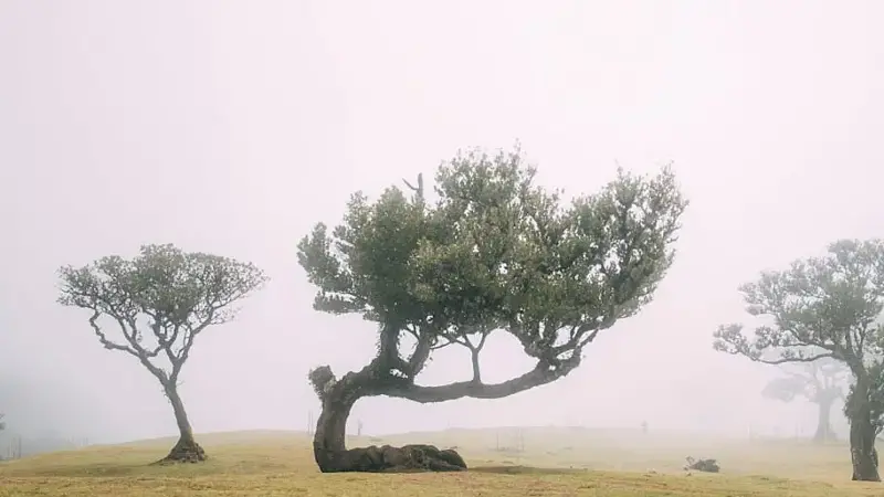 Trees on the Fanal Forest in Madeira, Portugal