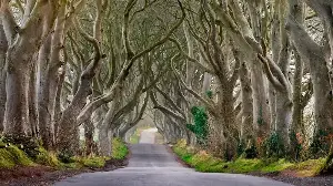 8 European Forests Straight Out of a Fantasy Novel