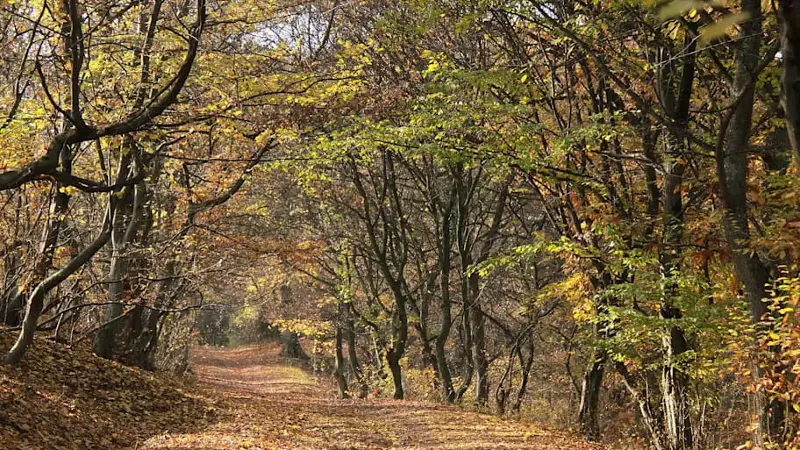 The Hoia-Baciu forest in autumn in Romania