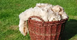 Researchers enhance clay strength with wool
