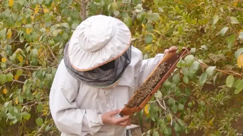 Descubren cómo las feromonas de la abeja reina influyen en la reproducción de sus hijas