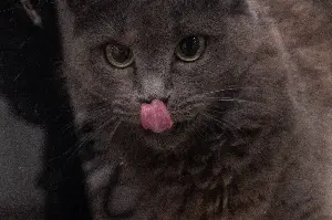The truth about cats chewing that vets and behaviorists want owners to know