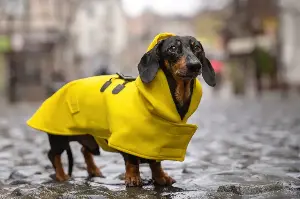 Dachshund Before vs After His Walks Leaves Internet in Stitches