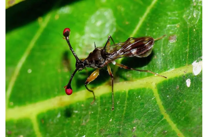 Male ornaments evolve faster than weaponry, study suggests