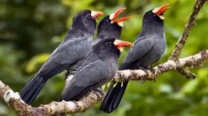 Amazonian animals create communication networks like the 'Internet'.