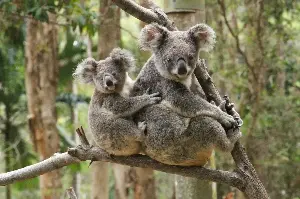 ‘Punch, Meet Rafa’: Orphaned Baby Koala Melts Hearts With His Stuffed Toy