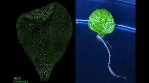 IISER Pune scientists decode how plants heal themselves